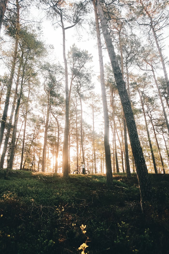 Peaceful morning in a forest with sunlight filtering through tall trees, captured with Canon PowerShot.